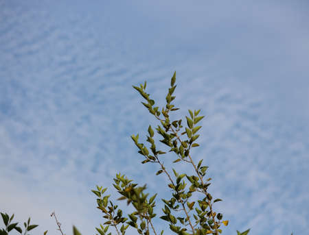 blue sky and green leavesの写真素材