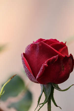 single red rose with water dropsの写真素材