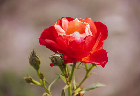 red rose in the gardenの写真素材