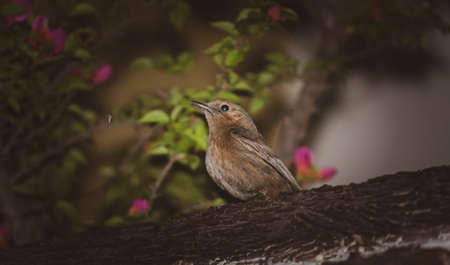 robin on a branchの写真素材