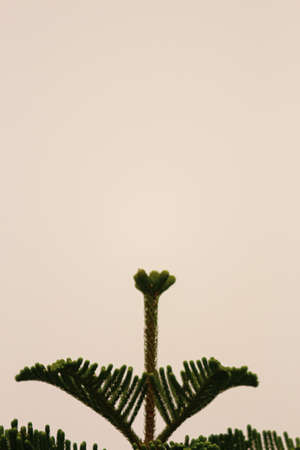 closeup of the treetopの写真素材