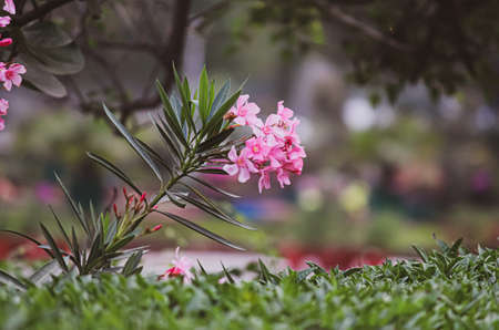 pink flowers in the gardenの写真素材