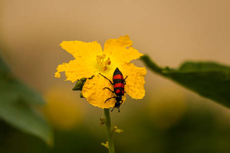 yellow flower with red-black membraned bugの写真素材