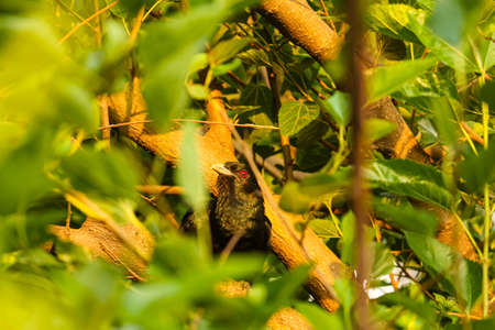 An Indian koel sitting behind leavesの写真素材