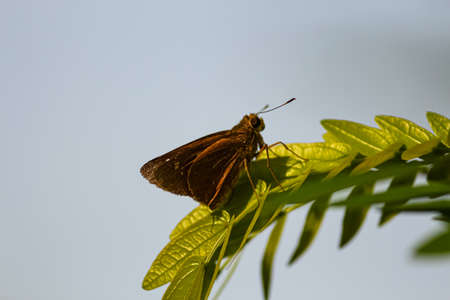brown butterfly on a leafの写真素材