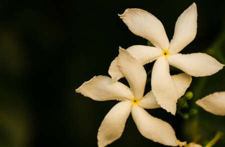 white flowers on black backgroundの写真素材
