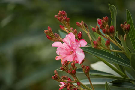 pink flowers and buds in the gardenの写真素材