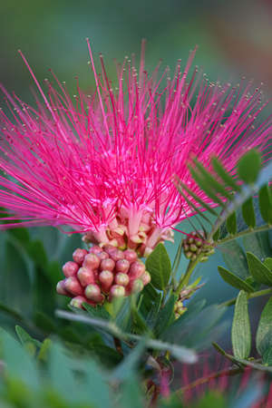 closeup of a julibrissin pink flowerの写真素材