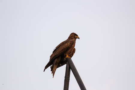 A red tailed hawk perchedの写真素材