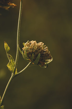 closeup of a bud with greenish background