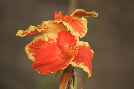 closeup of orange canna lilyの写真素材