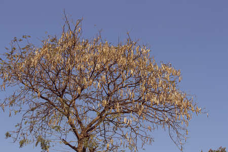 tree branches against blue skyの写真素材