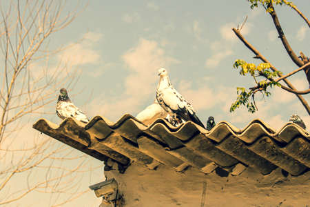 Doves sitting on roof topの写真素材