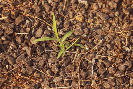 A small young leafy plant on the groundの写真素材