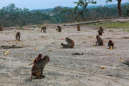 group of monkeys sitting in different posesの写真素材