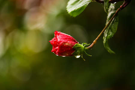 red hibiscus bud with water dropsの写真素材