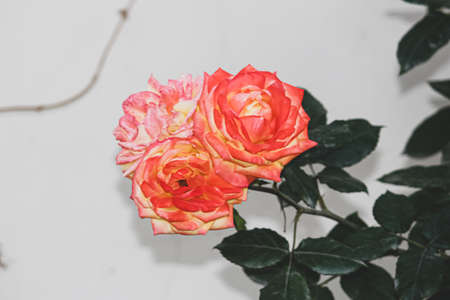 A bouquet of rosesの写真素材