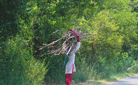young woman holding a bunch wood sticksの写真素材
