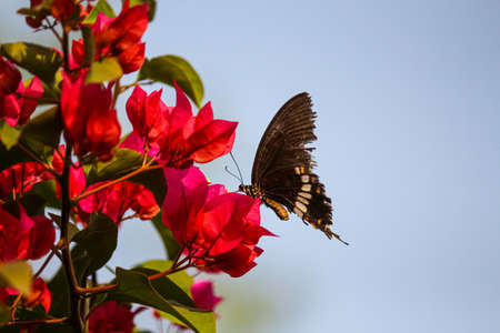 black butterfly on a pink flowerの写真素材