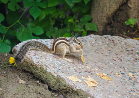 A squirrel eating the foodの写真素材