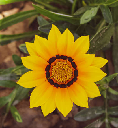 A sunflower in the gardenの写真素材