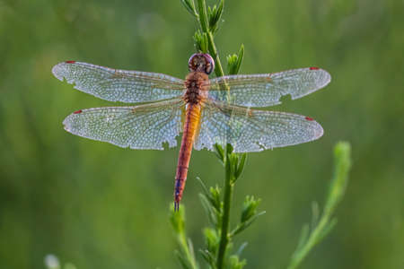 A dragonfly on a leafの写真素材