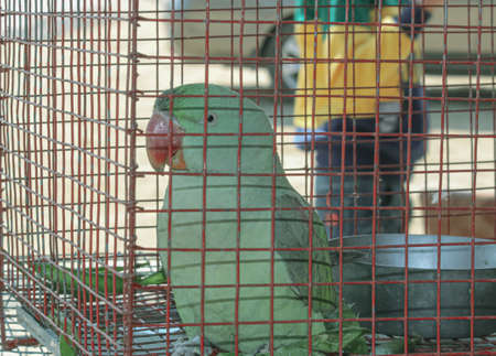 A parrot in a cageの写真素材