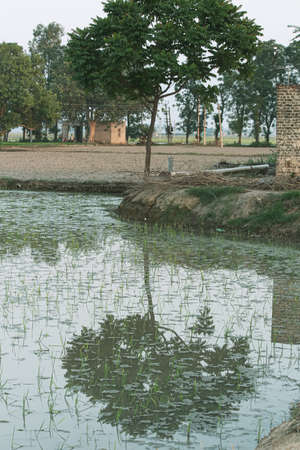 A tree and its reflectionの写真素材