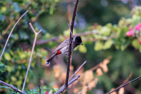 red vented bulbul on a branchの写真素材