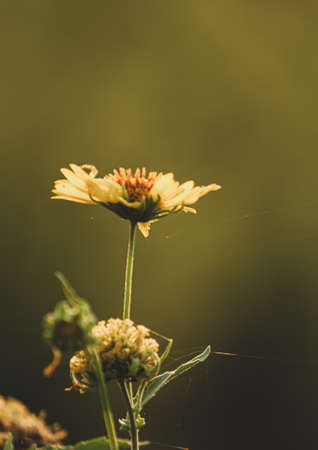 yellow flower on a green backgroundの写真素材