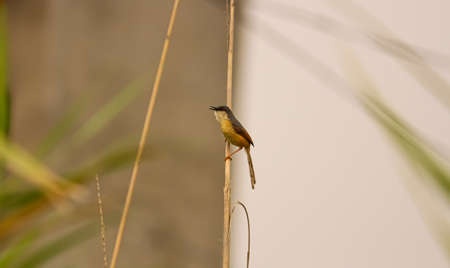 small bird on a branchの写真素材