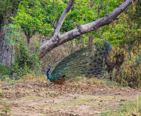 peacock with feathers out in the parkの写真素材