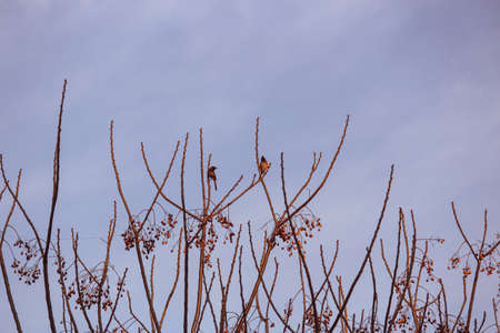 Two birds sitting on a tree against the blue cloudy skyの写真素材