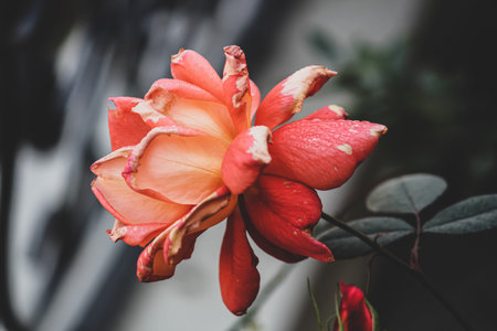 red rose on black backgroundの写真素材