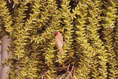 A small bird on a plantの写真素材