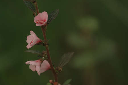 pink small flowers on a stemの写真素材