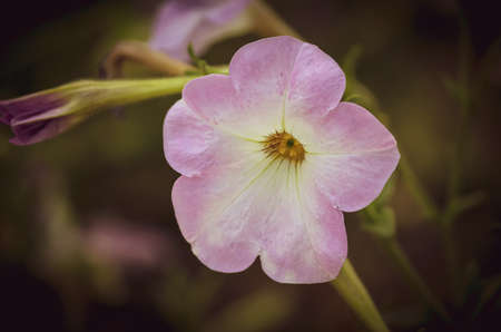 close up of pink flowerの写真素材