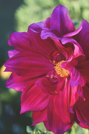 purple and yellow flowerの写真素材