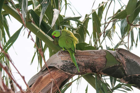 green parrot on a branchの写真素材