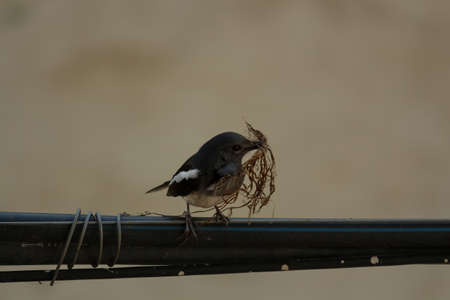 An Orientel Magpie- robin sitting on a wire with dry flowers in the mouthの写真素材