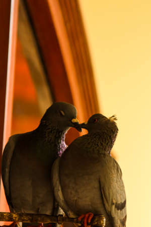 two pigeons on the wallの写真素材