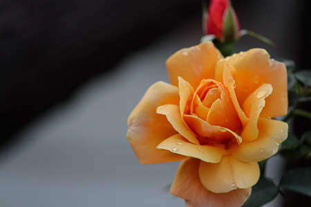 yellow rose on black backgroundの写真素材