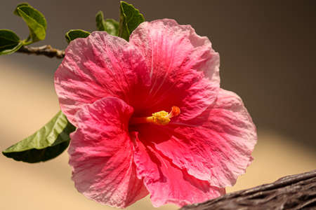 A closeup of five-petalled red hibiscus flowerの写真素材
