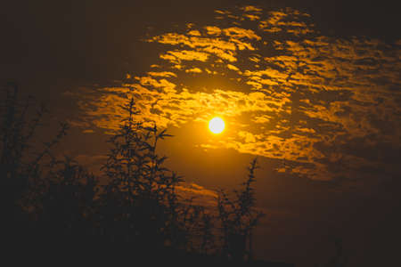 sunrise between the clouds behind plantsの写真素材