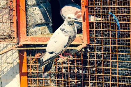 A white pigeon sitting on a cageの写真素材