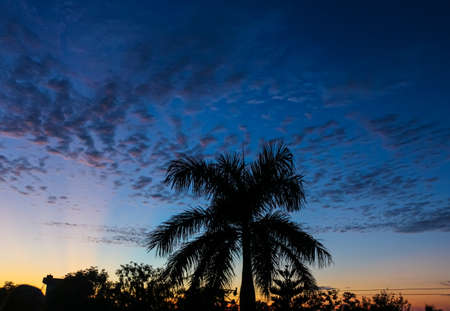 A landscape evening view of sunset over the treesの写真素材