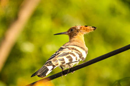 A black white striped brown hoopoe birdの写真素材