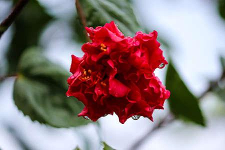 beautiful red flower in the gardenの写真素材