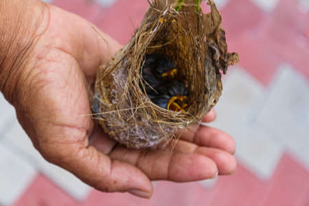 A closeup of birds nest with baby birds on the handの写真素材