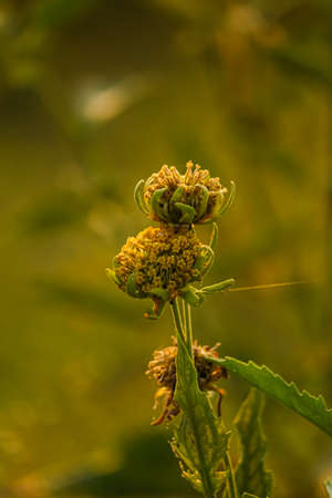 A view of a weed of a flower on green backgroundの写真素材